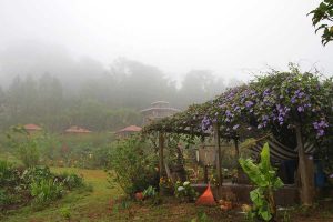 Finca Neblina del Bosque