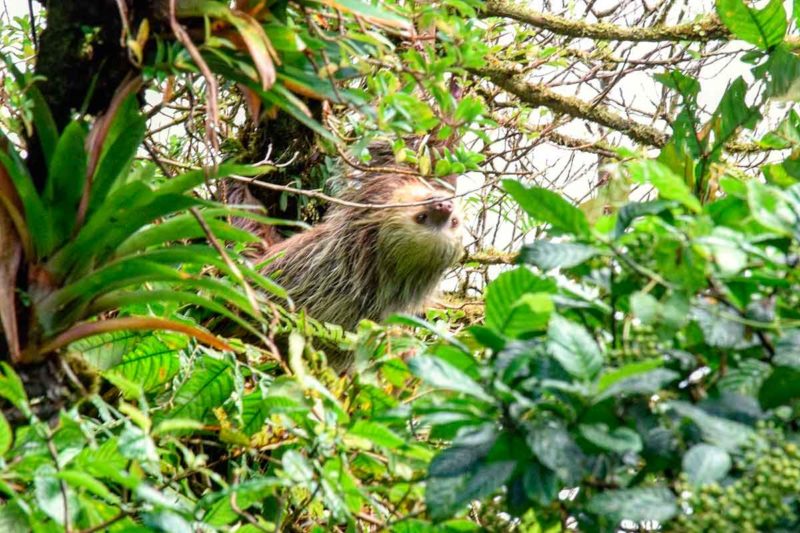 Osos perezosos en Nicaragua