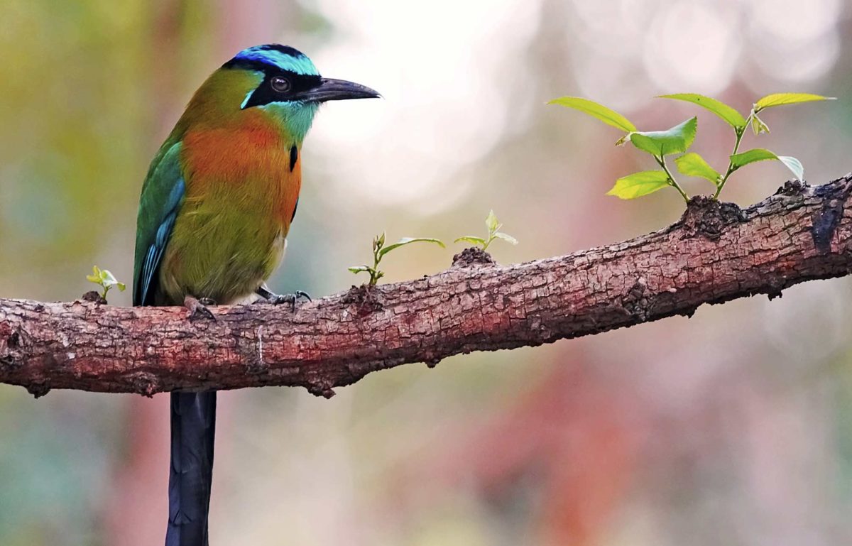 Flora y Fauna – Visita Nicaragua