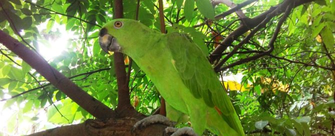 Ometepe-chocoyos