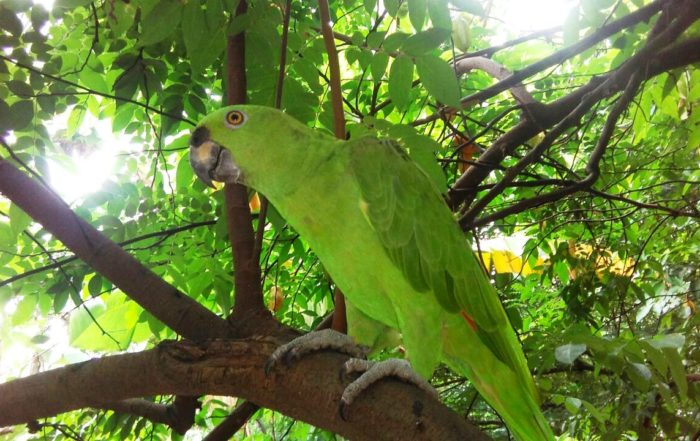 Ometepe-chocoyos