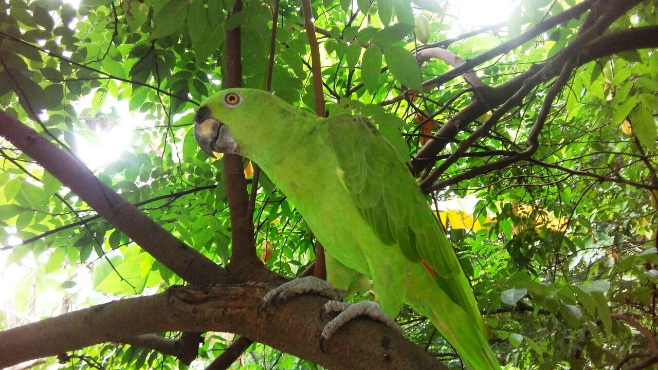 Ometepe-chocoyos