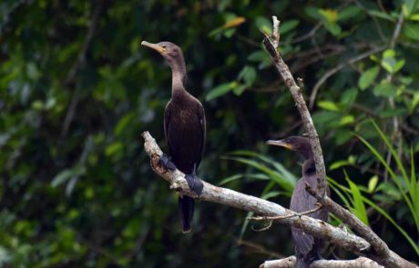 Bartola-Rio-San-Juan-Nicaragua