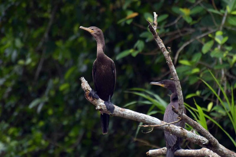 Bartola Rio san juan