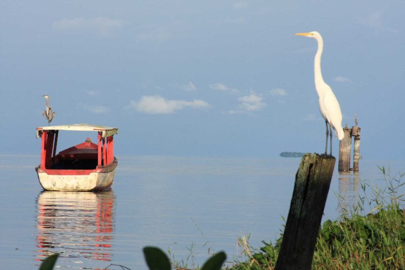 Garzas isla zapote