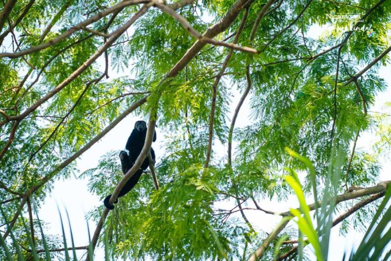 mono – ometepe Charco Verde