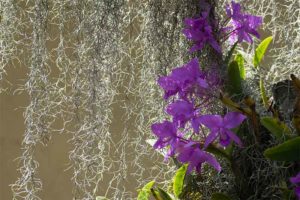 orquideas-Nueva segovia Nicaragua