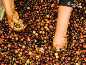 cultivo de Cafe-Matagalpa