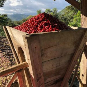 Finca-Esperanza-Verde-6
