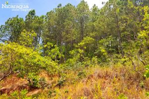 Cerro-La-Cruz,-Chinandega