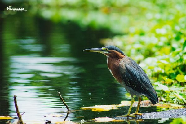 Fauna-de-la-Isla-de-Ometepe