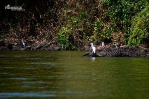 Refugio-de-Vida-Silvestre-Los-Guatuzos
