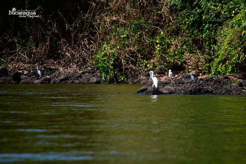 Refugio-de-Vida-Silvestre-Los-Guatuzos Los guatuzos