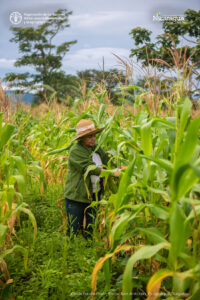 Cosecha de maíz, Finca San Antonio, Cuajiniquil, Juigalpa