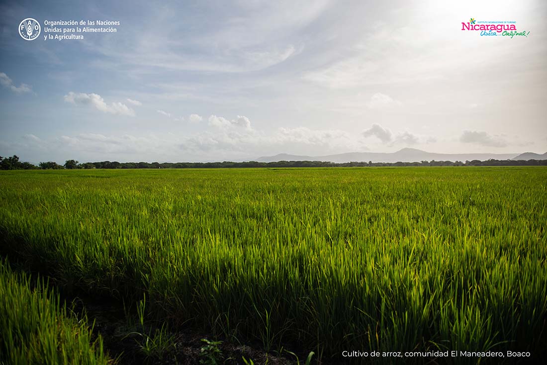 Cultivo-de-arroz-