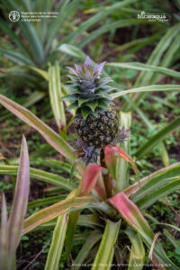 Cultivo de piña, Finca San Antonio, Cuajiniquil, Juigalpa (1)