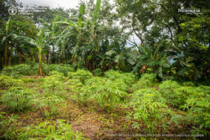 Cultivo de yuca y babanos, Finca San Antonio, Cuajiniquil, Juigalpa