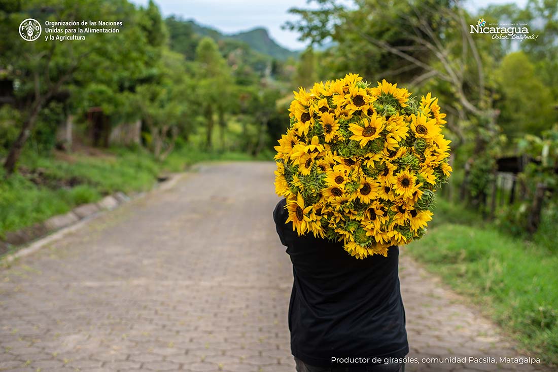 girasoles-comunidad-Pacsila