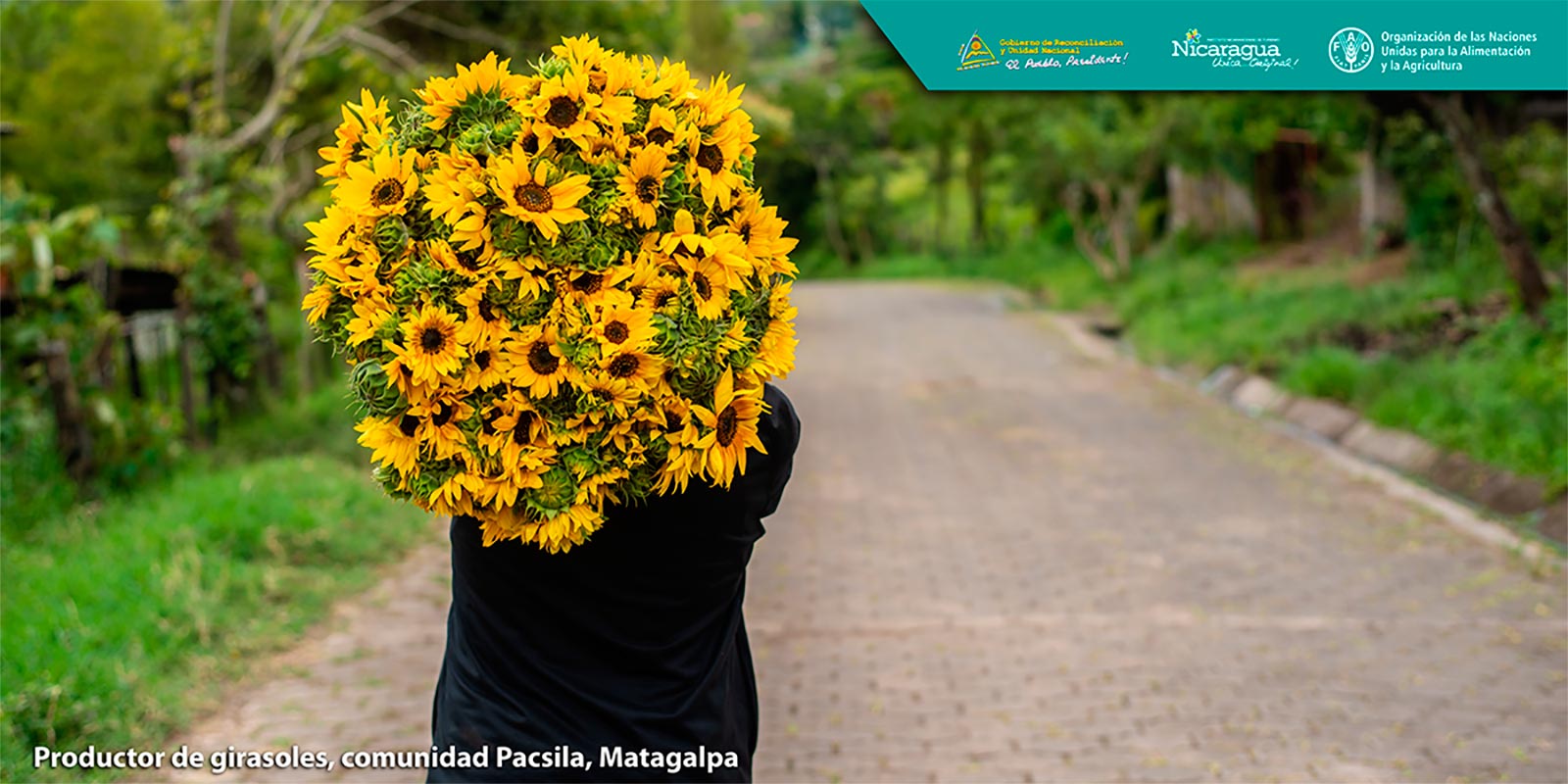 productores-de-girasoles-nicaragua
