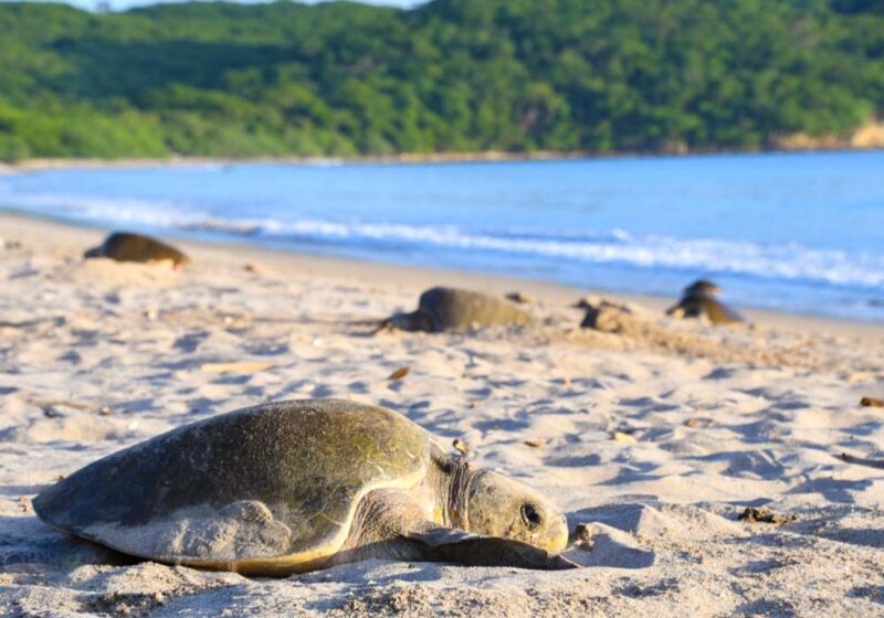 Nicaragua, refugio de tortugas