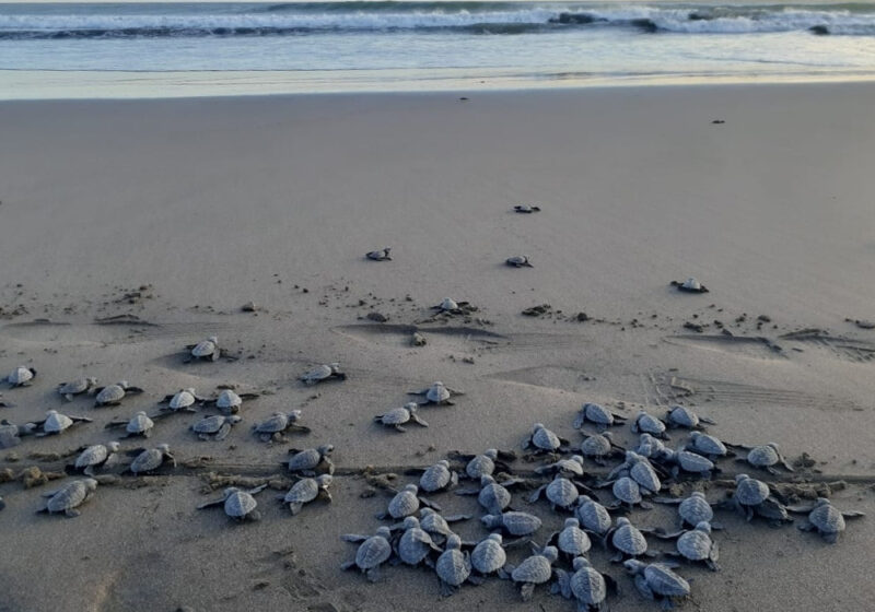 Nicaragua, refugio de tortugas