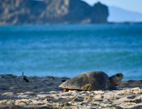 ¿Dónde ver tortugas en Nicaragua?