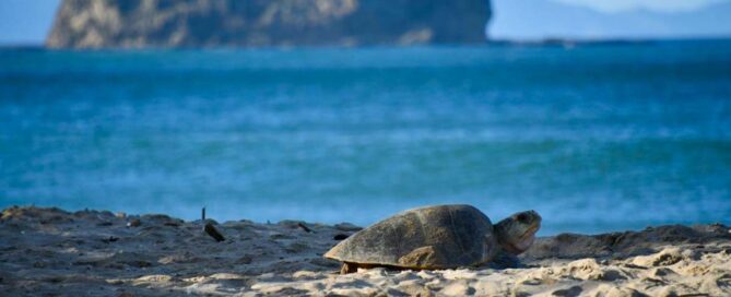 Nicaragua, refugio de tortugas