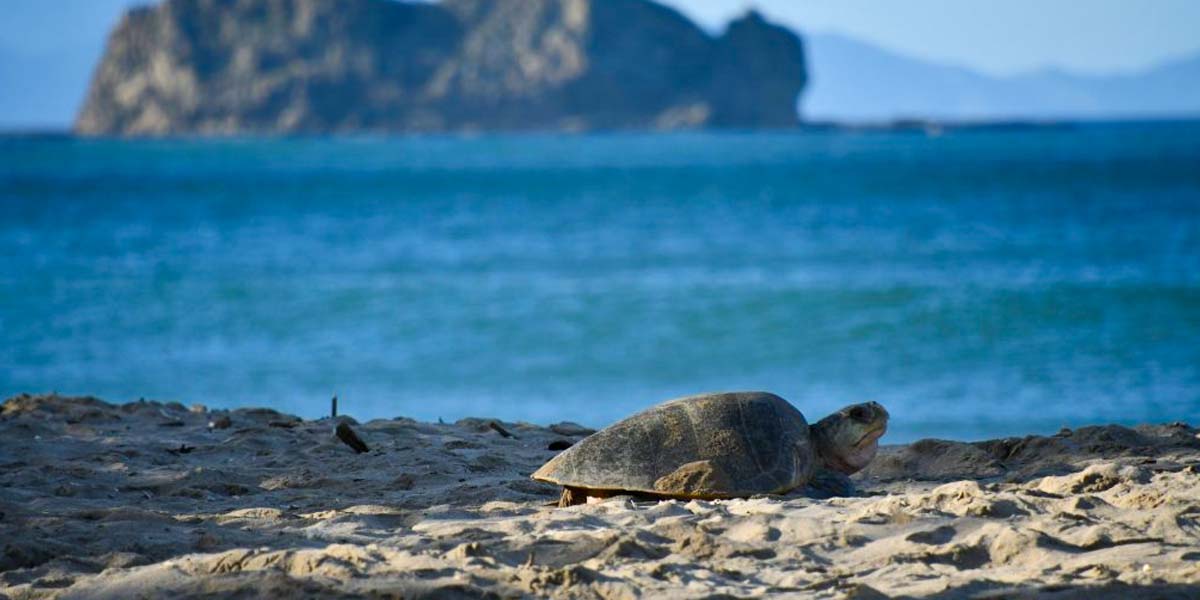 Nicaragua, refugio de tortugas