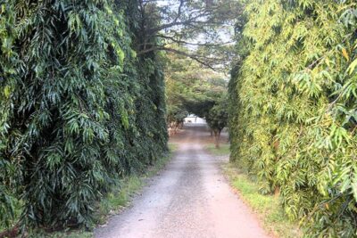 Finca-Los-Ángeles-Chontales-4