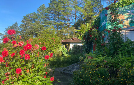 Neblina-del-Bosque-Estelí-2