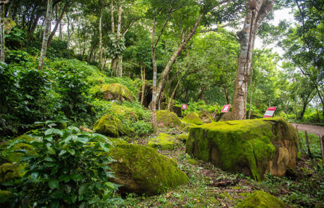 Finca Buena Vista – Las Lagunas Finca Buena Vista - Las Lagunas