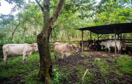 Finca Buena Vista – Las Lagunas Finca Buena Vista - Las Lagunas
