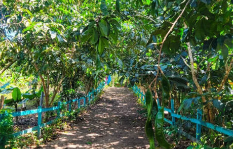 Finca-Monte-Carlo---Nueva-Segovia-1