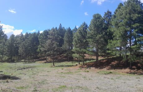 Finca Luz y Sombra - Esteli